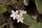 Trailing arbutus